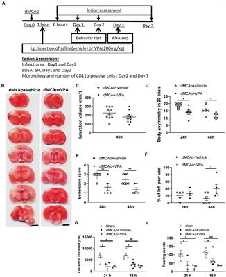 Post-stroke Delivery of Valproic Acid Promotes Functional Recovery and Differentially Modifies Responses of Peri-Infarct Microglia